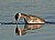 Reflections of the Horned Grebe