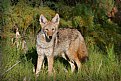 Picture Title - Coyote - Rework