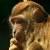 "Darwin" The Monkey