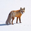 Picture Title - Red Fox Hunting - Rework