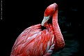 Picture Title - Flamingo Shyness