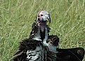 Picture Title - King of the Vultures