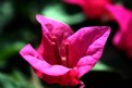 Picture Title - Blooming bougainvilla 