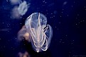 Picture Title - ctenophore (Mnemiopsis leidyi)