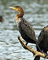 Picture Title - Anhingas