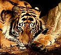 Picture Title - TIGER