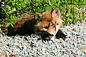 Picture Title - Baby Fox