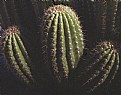 Picture Title - Cactus Serene