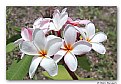 Picture Title - Plumeria Blossoms