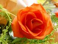 Picture Title - Rose (Orange)