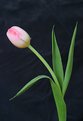 Picture Title - tulip