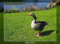 Picture Title - Spring Goose