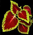 Picture Title - Coleus Leaf Study #2