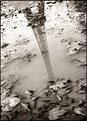 Picture Title - Tour in a puddle