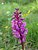 Early Purple Orchid