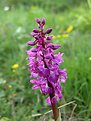 Picture Title - Early Purple Orchid