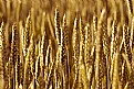 Picture Title - Golden Wheat