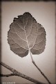 Picture Title - A Leaf ... 