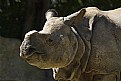 Picture Title - Rhino 