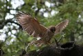 Picture Title - Sharp shinned Hawk