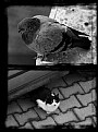 Picture Title - cat & bird