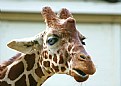 Picture Title - Giraffe