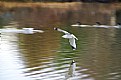 Picture Title - Gull Speed