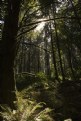 Picture Title - Forest Fern & Light