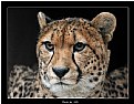 Picture Title - Cheetah /portrait/