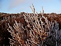 Picture Title - Iced Heather