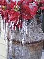 Picture Title - Frozen Poinsettia