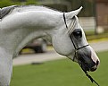 Picture Title - Arabian Horse