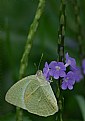 Picture Title - Mottled Emigrant