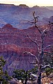Picture Title - Dead tree at Grand Canyon
