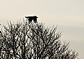 Picture Title - Flying-crow