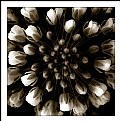 Picture Title - Sepia Wildflowers 3