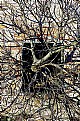 Picture Title - Explosion