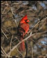 Picture Title - Northern Cardinal