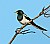 Yellow-billed Magpie