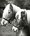 Picture Title - Pair of Ponies