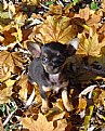 Picture Title - Winnie in the leaves