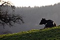 Picture Title - La vache qui rit