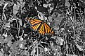 Picture Title - Butterfly on Gray