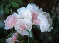 Picture Title - Delicate Pink Roses