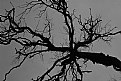 Picture Title - branches everywhere