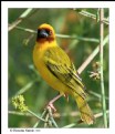 Picture Title - Rueppell's Weaver