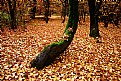 Picture Title - Fall