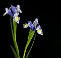 Picture Title - Blue Iris