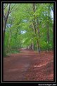 Picture Title - Forest in \'s-Gravenzande