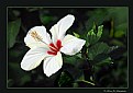 Picture Title - Hibiscus (d850)